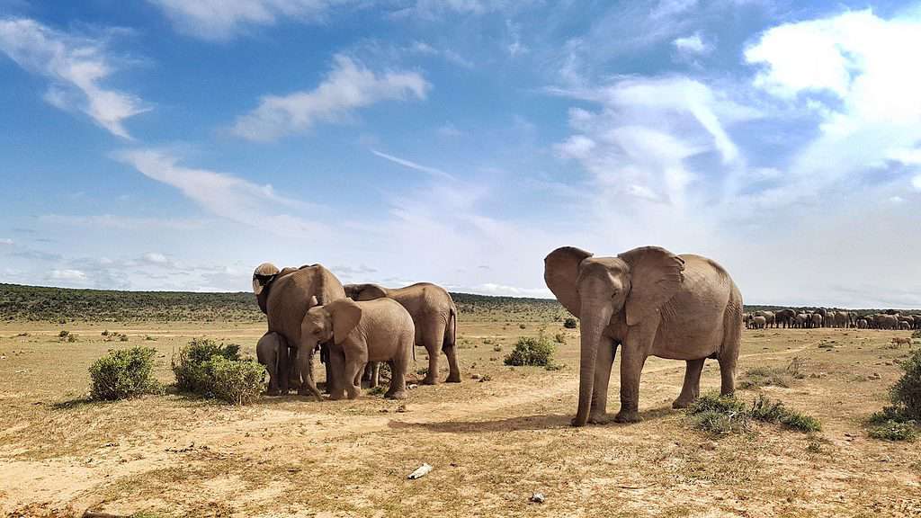 At the water hole - Addo Elephant National Park, South Africa. Part of the African big five