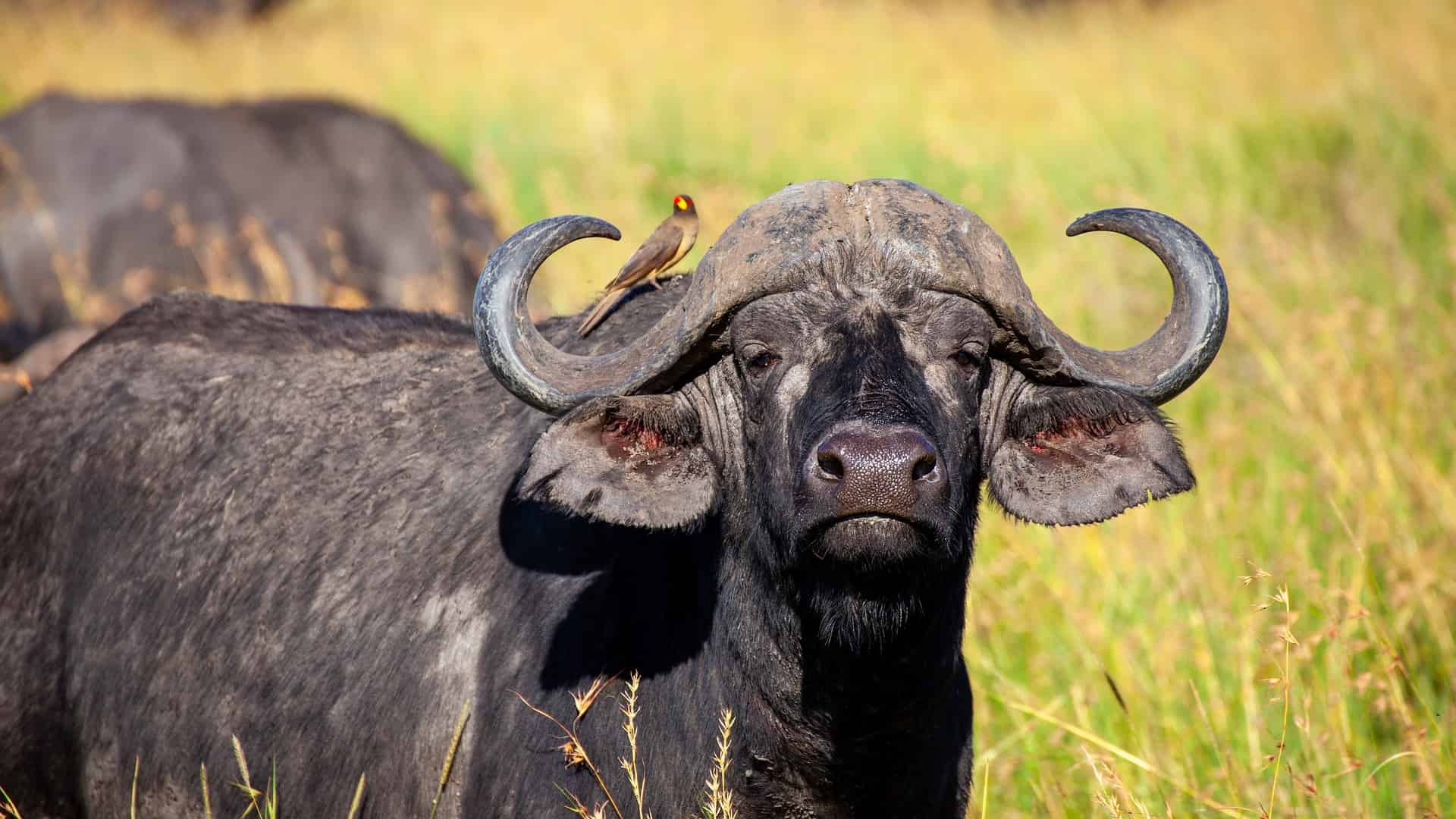 Buffalo with a bird on the back in the Savannah of Kenya, Africa.