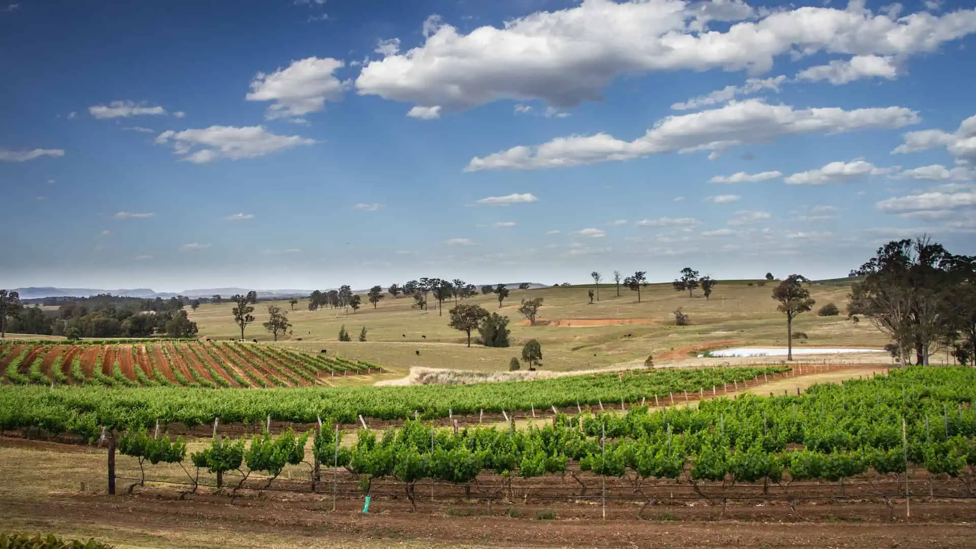Hunter Valley wine tour, NSW, Australia