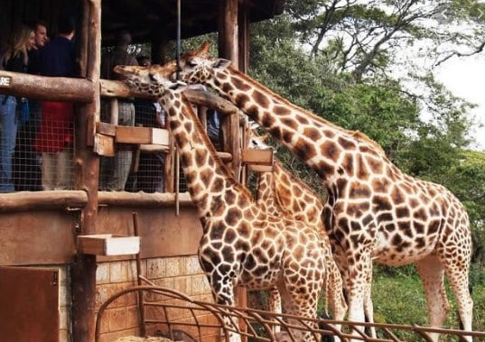 Visit Nairobi - Visit Nairobi, Kenya: Your Travel Tips to Enjoying a Tour of the City in the Sun