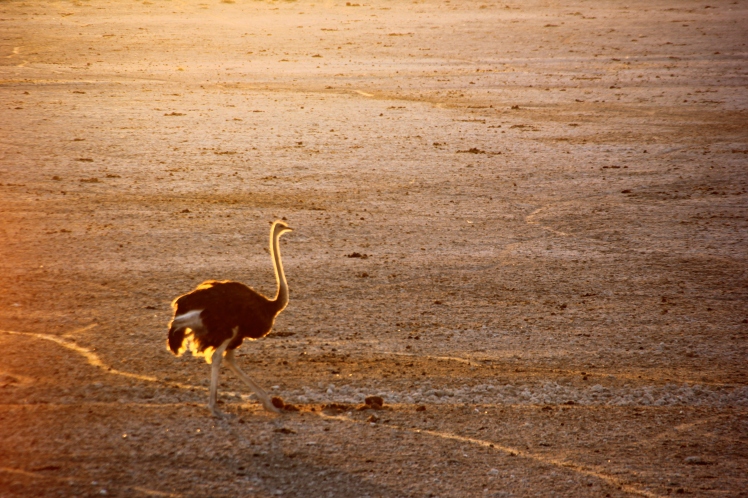 On route to Damaraland and Spitzkoppe in Namibia.