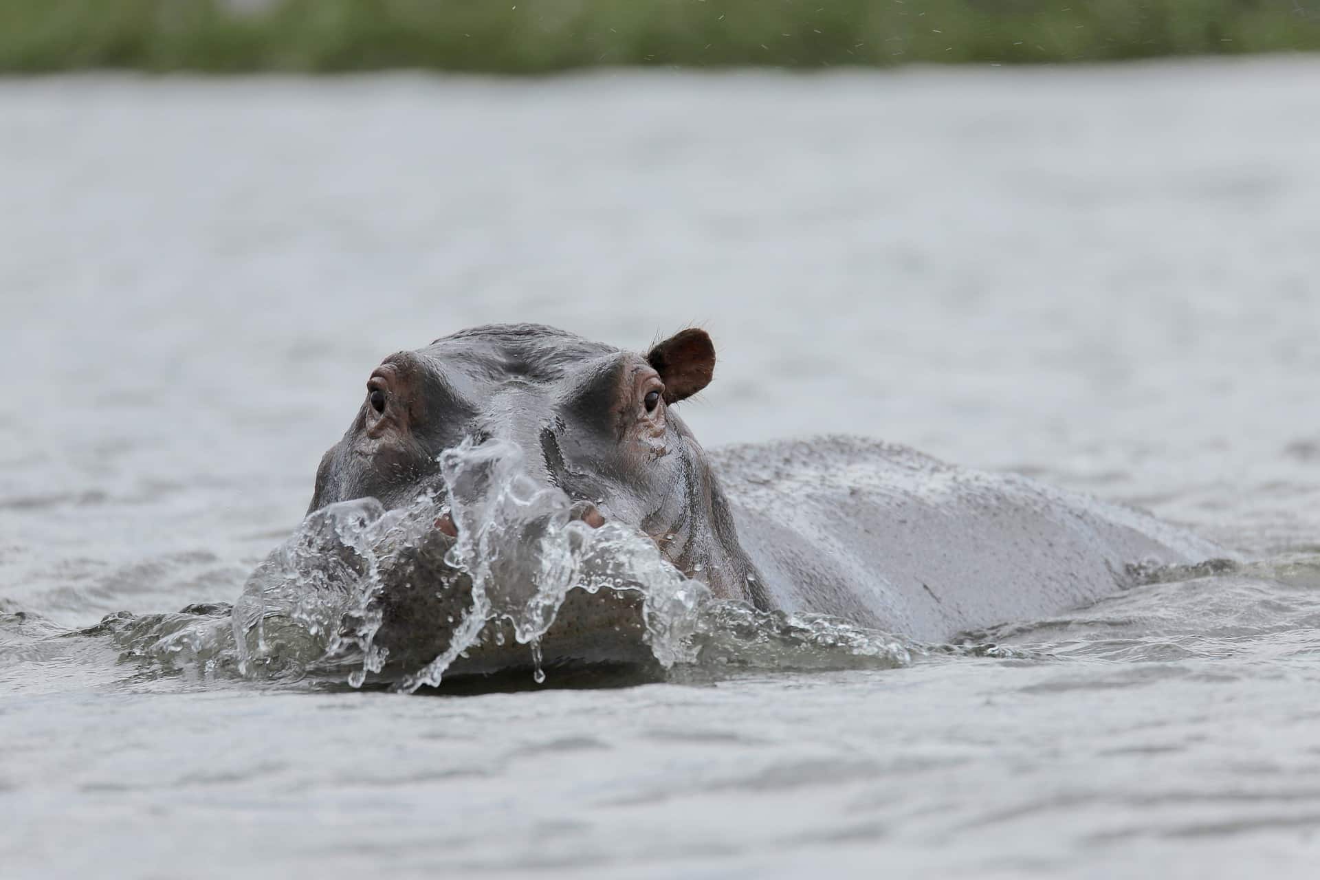 Exploring Lake Nakuru & Lake Naivasha