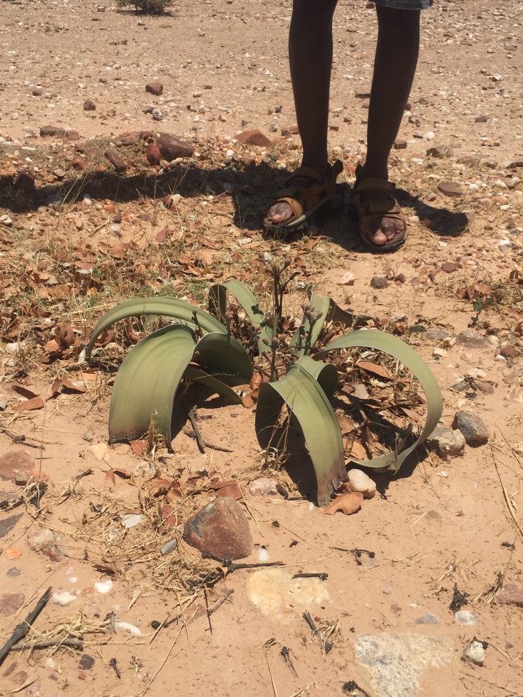 The Welwitschia mirabilis - the national plant in Namibia