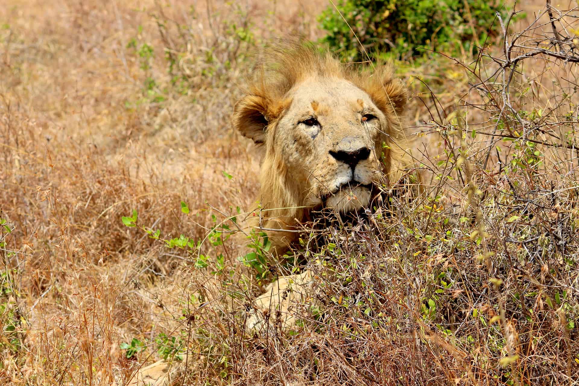 Wildlife in Kenya