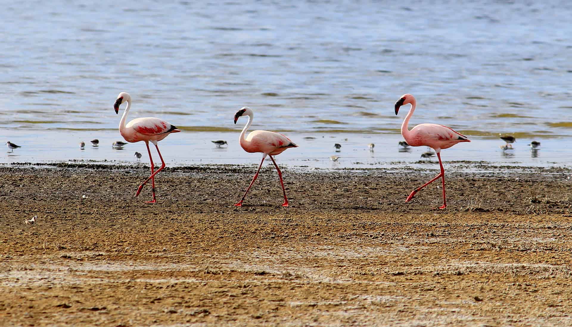 Flamingoes in Lake Nakuru National Park