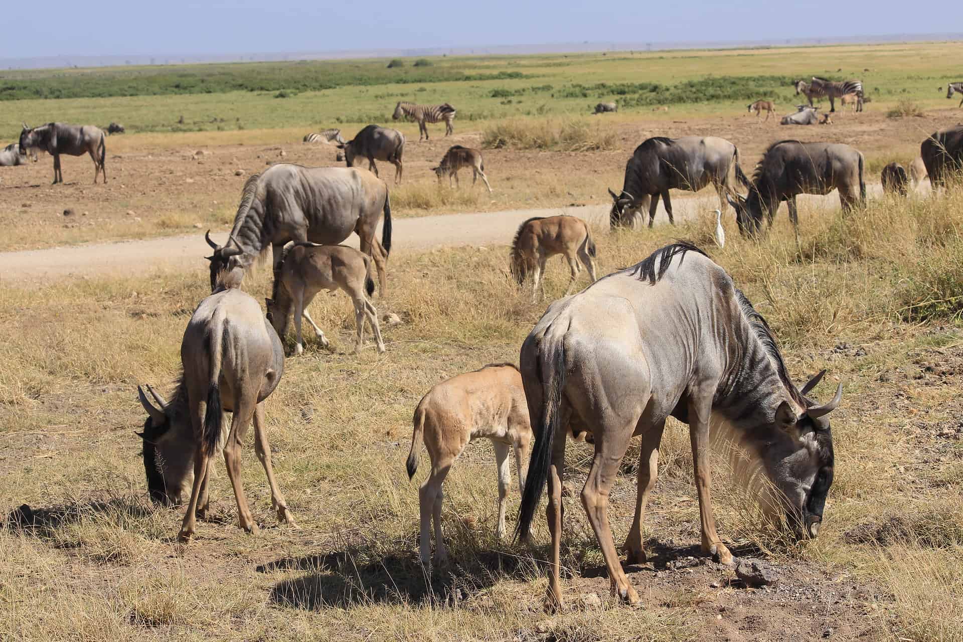 Wildlife in the Maasai Mara