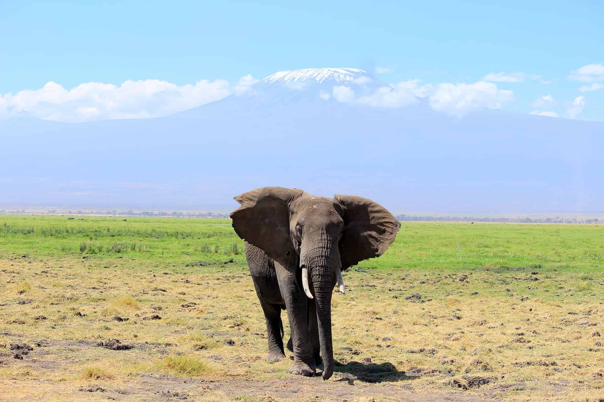 Views of Mount Kilimanjaro with an elephant in the foreground