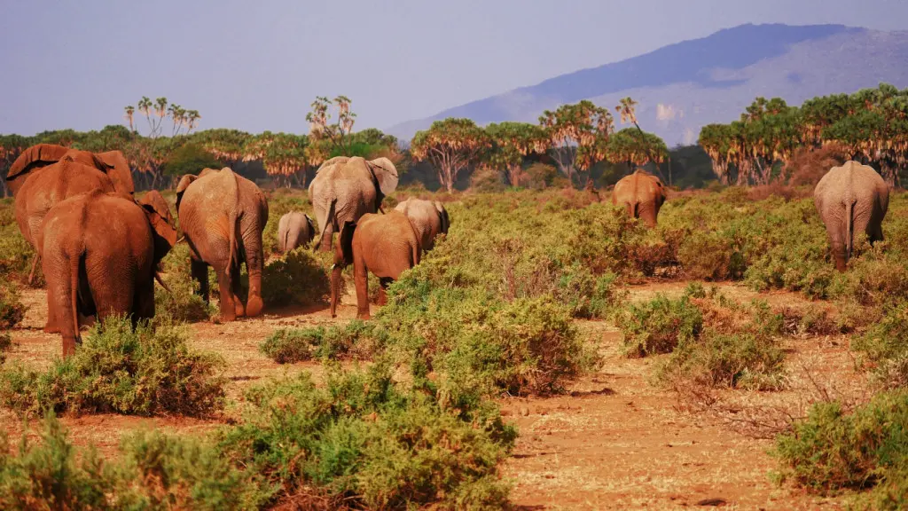 Kenya attractions - the animals