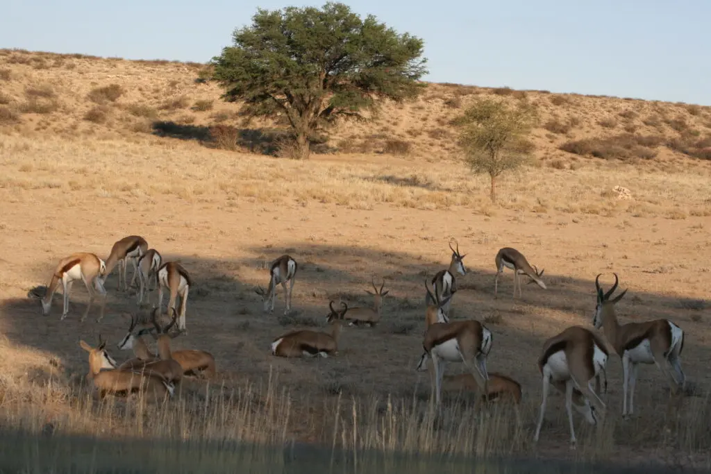 Kgalagadi Transfrontier Park