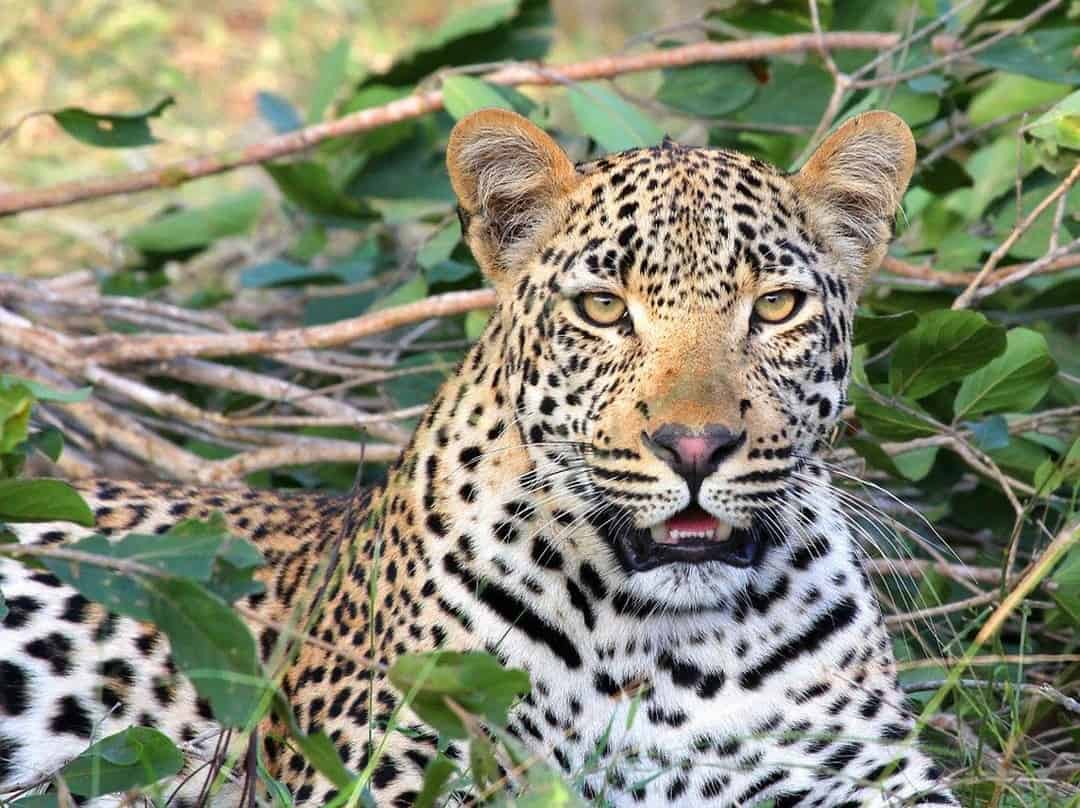 Leopard in the bush.