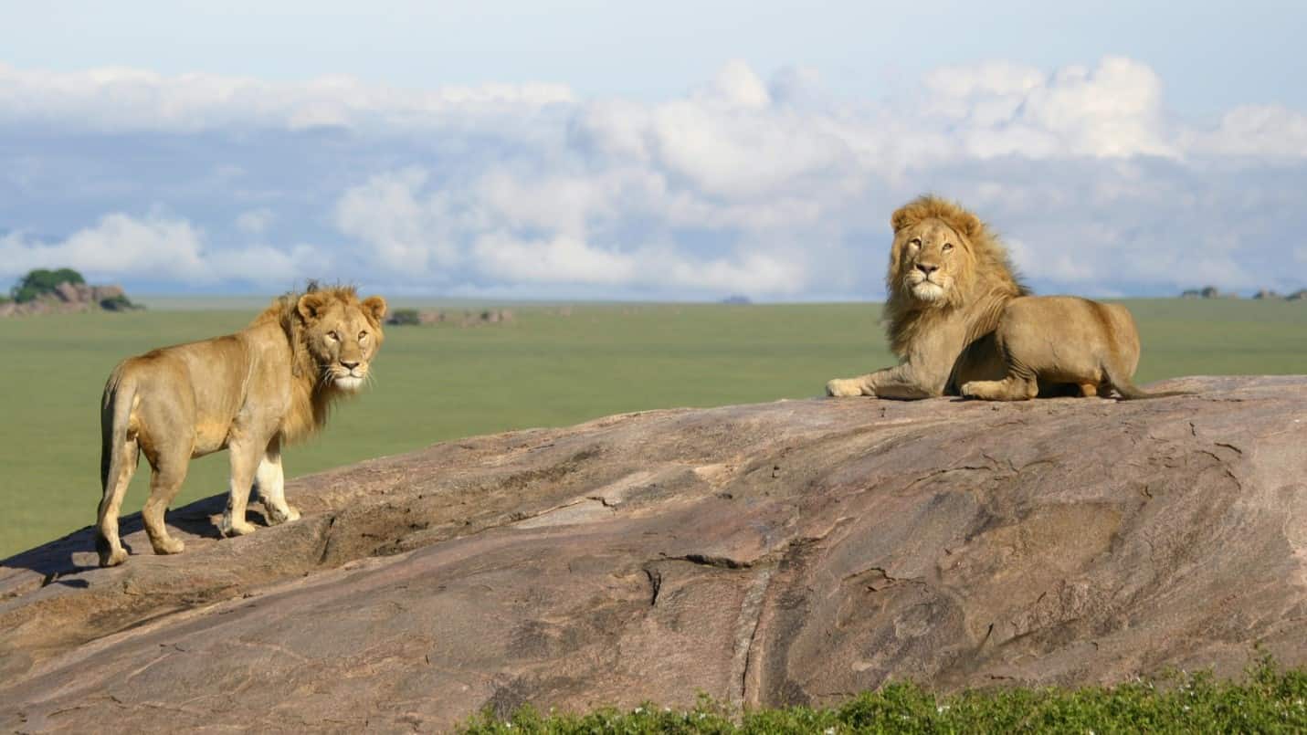 Lions in the Serengeti, Tanzania