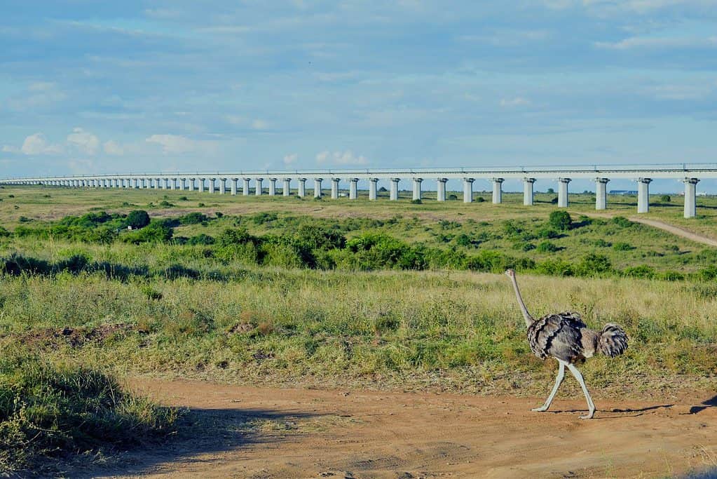 Nairobi National Park, Kenya