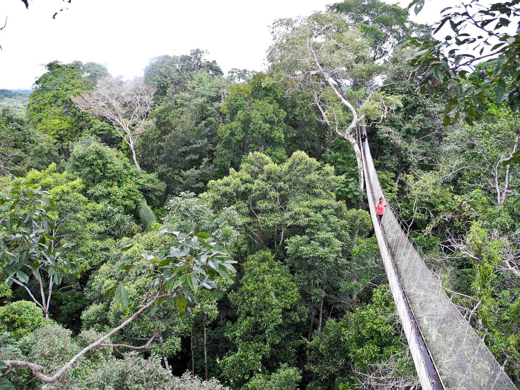 Canopy-walk at the Amazonas River in Peru.