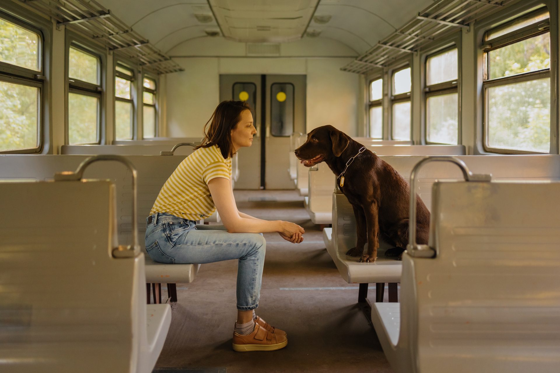 Psychiatric Service Dog on a train
