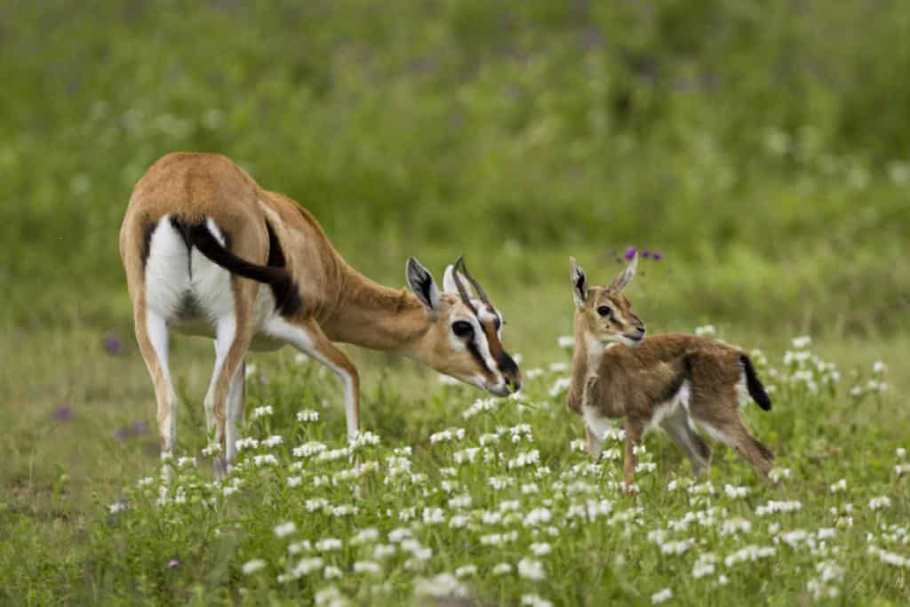 Animals in Kenya