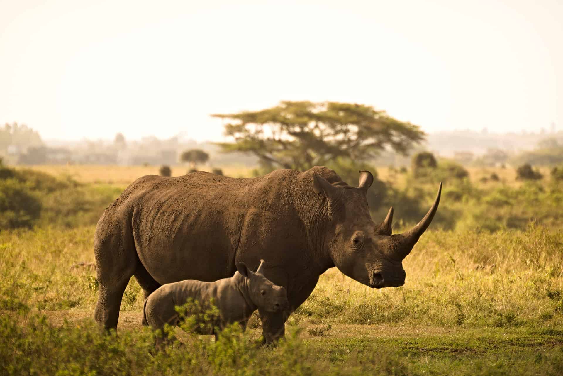 Rhino with calf in the savannah.