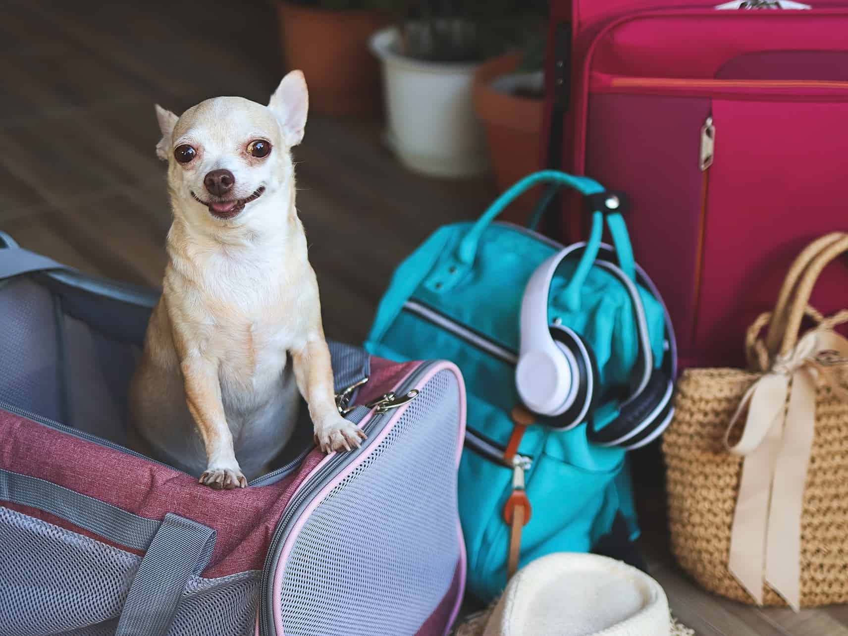 How to find pet-friendly accommodation