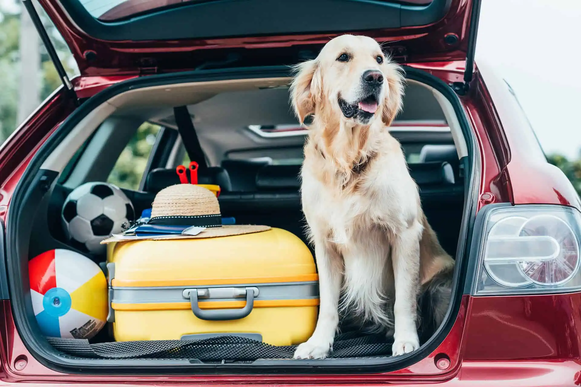 Traveling with your dog on a road trip