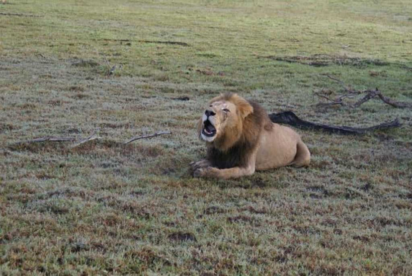 Animals in the Kalahari Desert in Botswana