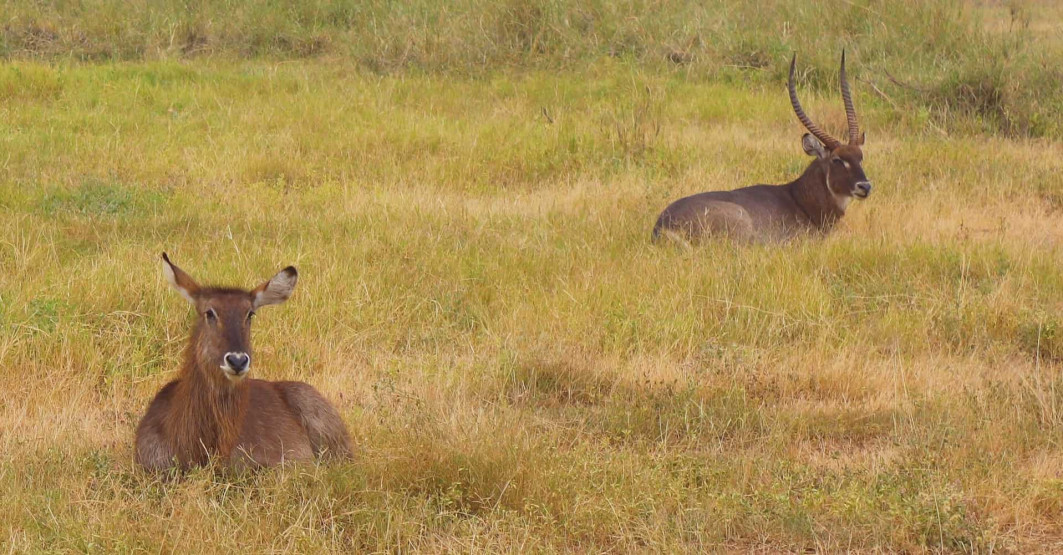 Amboseli National Park - Experiencing the Amboseli National Park of Kenya