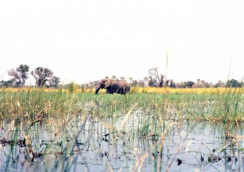 Animals in the Okavango Delta, Botswana