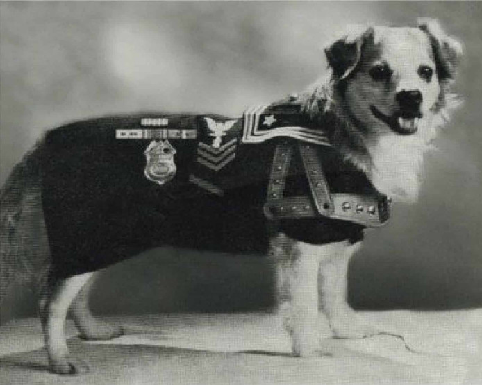 Vicky, the dog of the USS Iowa.