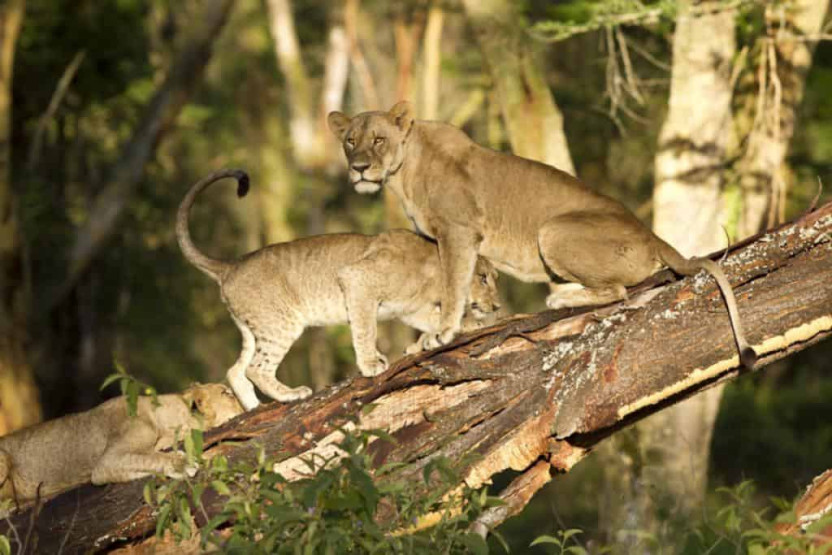 Lions on safari in Kenya