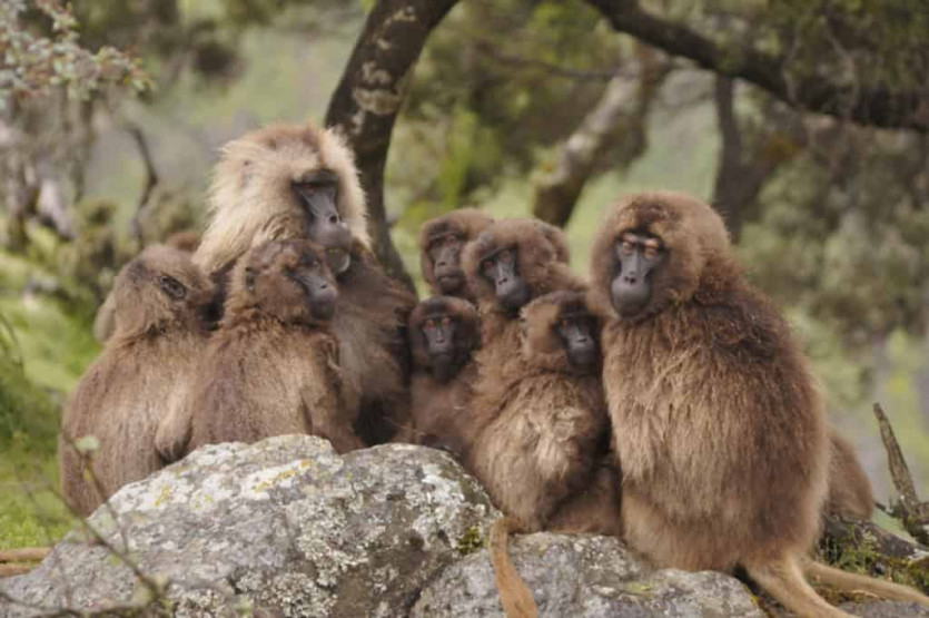 Wildlife in Ethiopia - Gelada Baboon