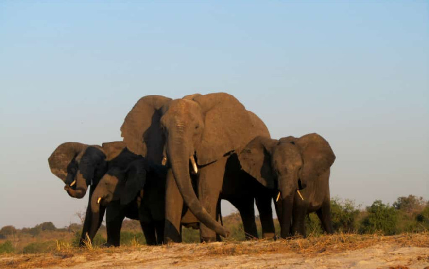 Elephants in Chobe National Park, Botswana