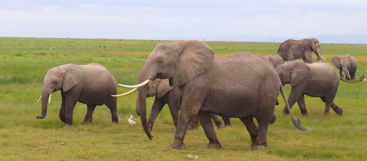 Amboseli National Park - Experiencing the Amboseli National Park of Kenya