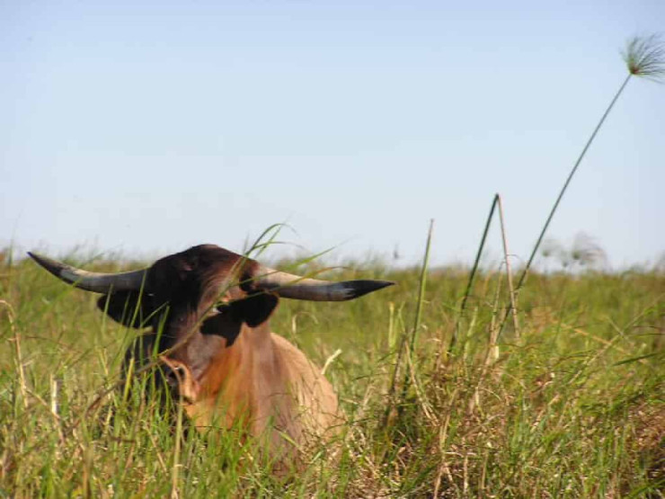 Animals in the Kalahari Desert in Botswana