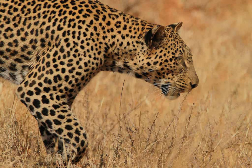 Cats on safari in Kenya