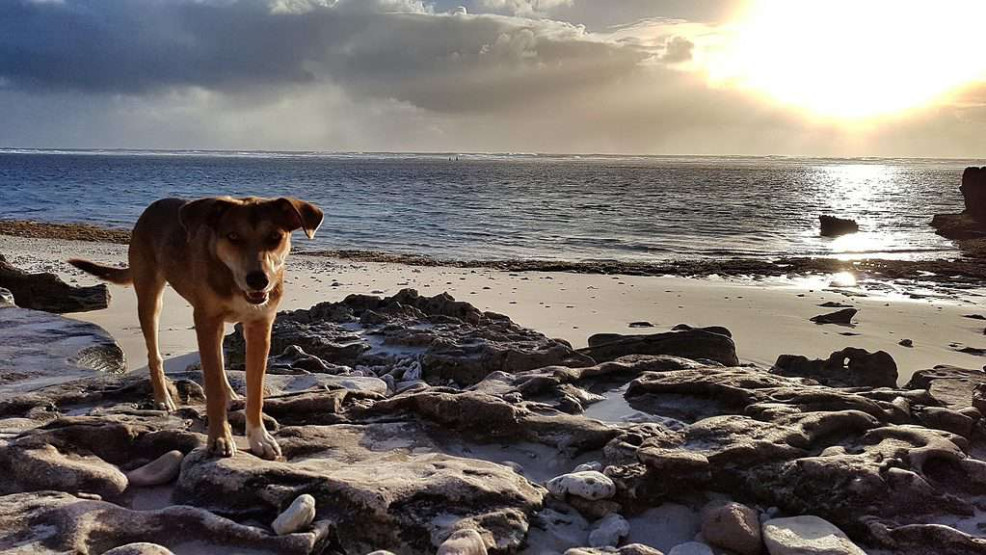 Dog on the beach Rodrigues Island, Mauritius.