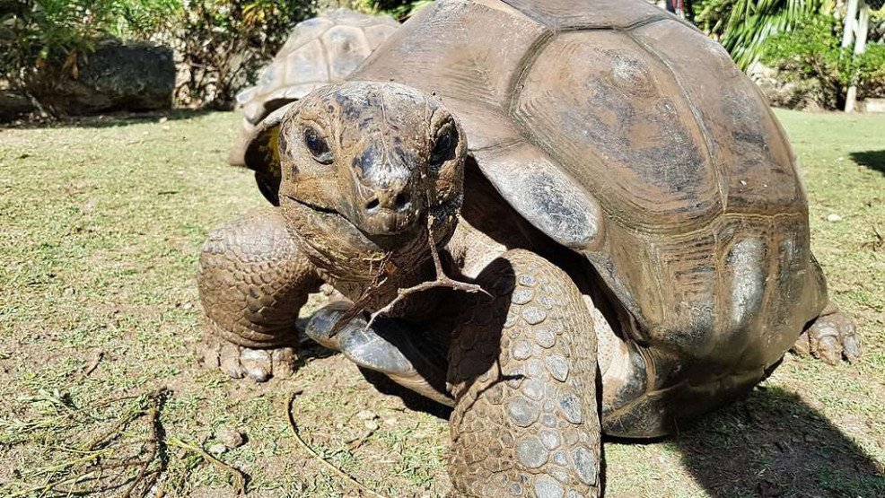 Francois Leguat Tortoise Parc, Rodrigues Island.