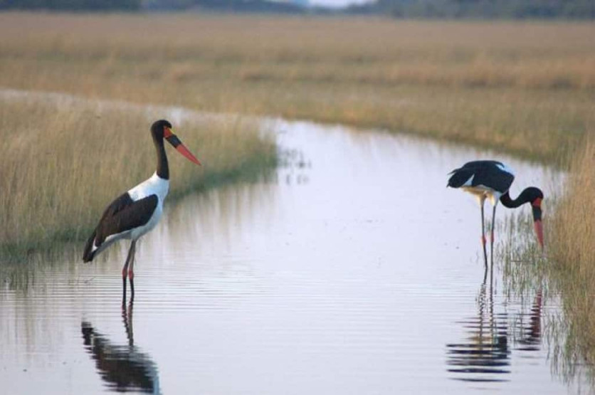 Okavango Delta Safari, Botswana