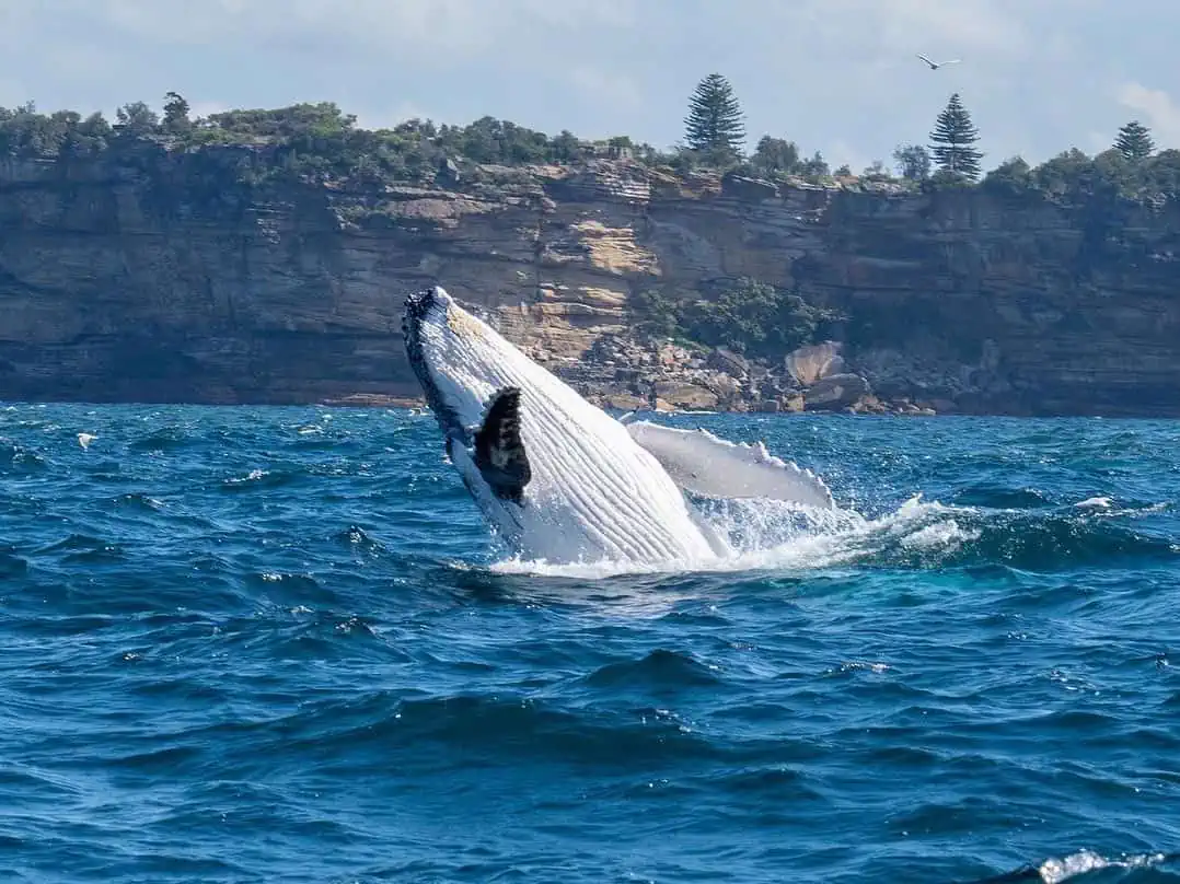 Whale jumping out of the water during a Sea Monkey Sailing whale tour in Sidney, Australia.