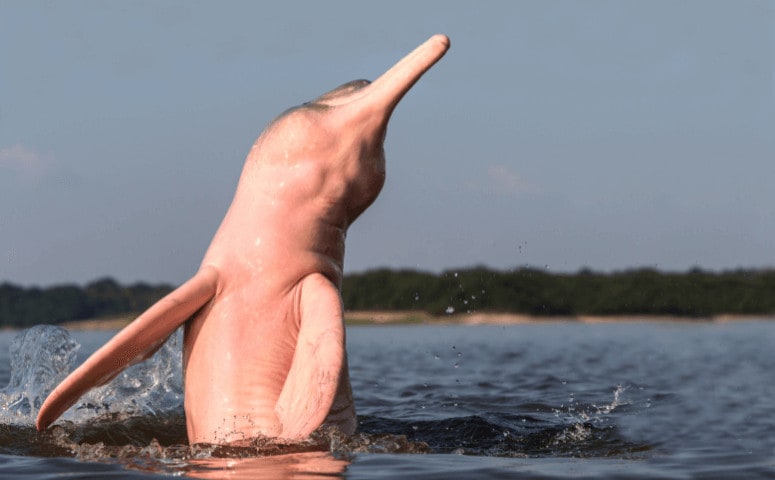 pink dolphin jumping out of amazon river