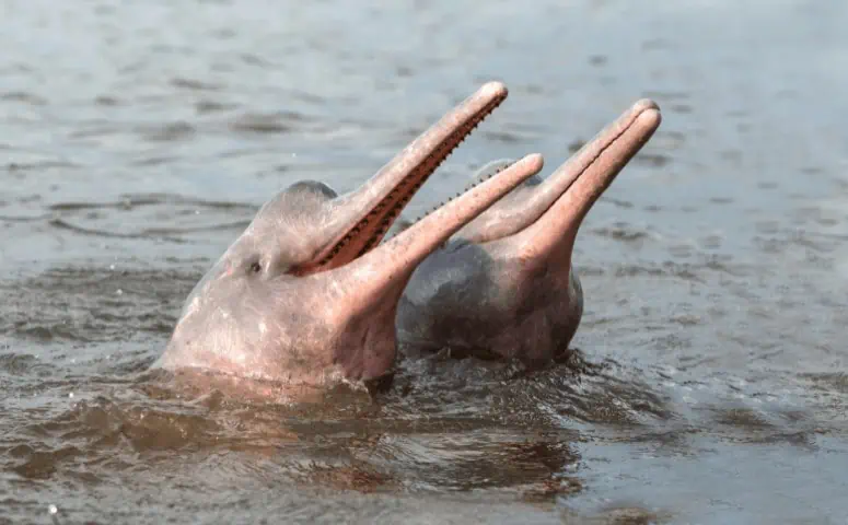 two pink dolphins in the Amazon next to each other in the water