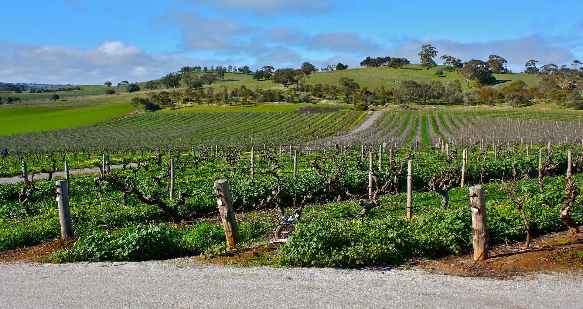 Wine field in the Barossa Valley, Australia.