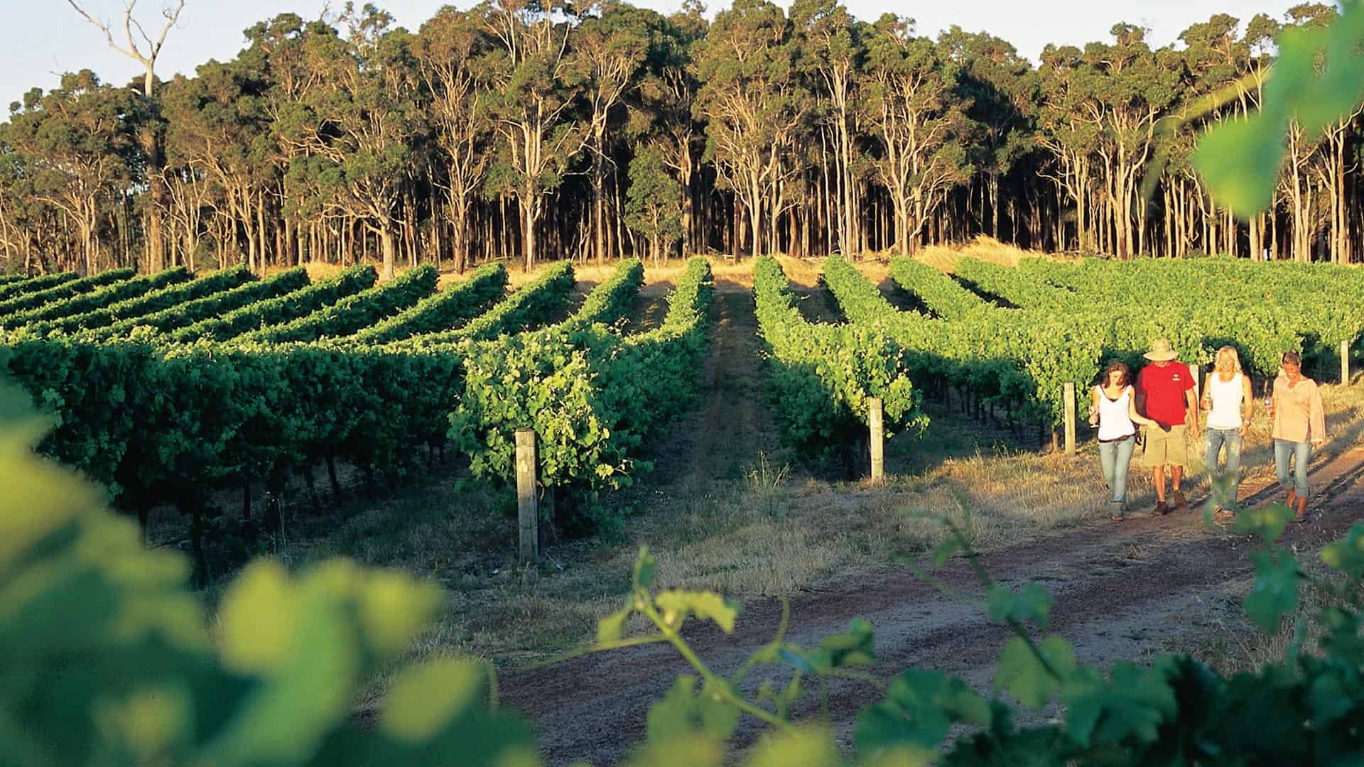Winery in Margaret River in Australia. 