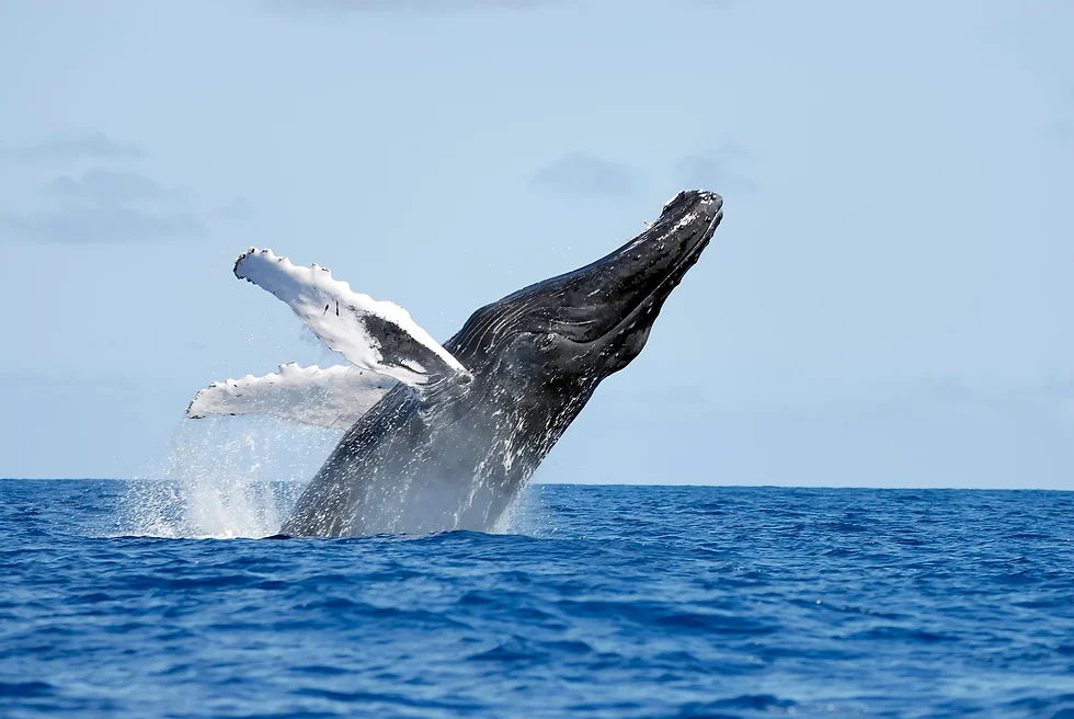Swim with humpback whales in Samaná Bay in the Dominican Republic.