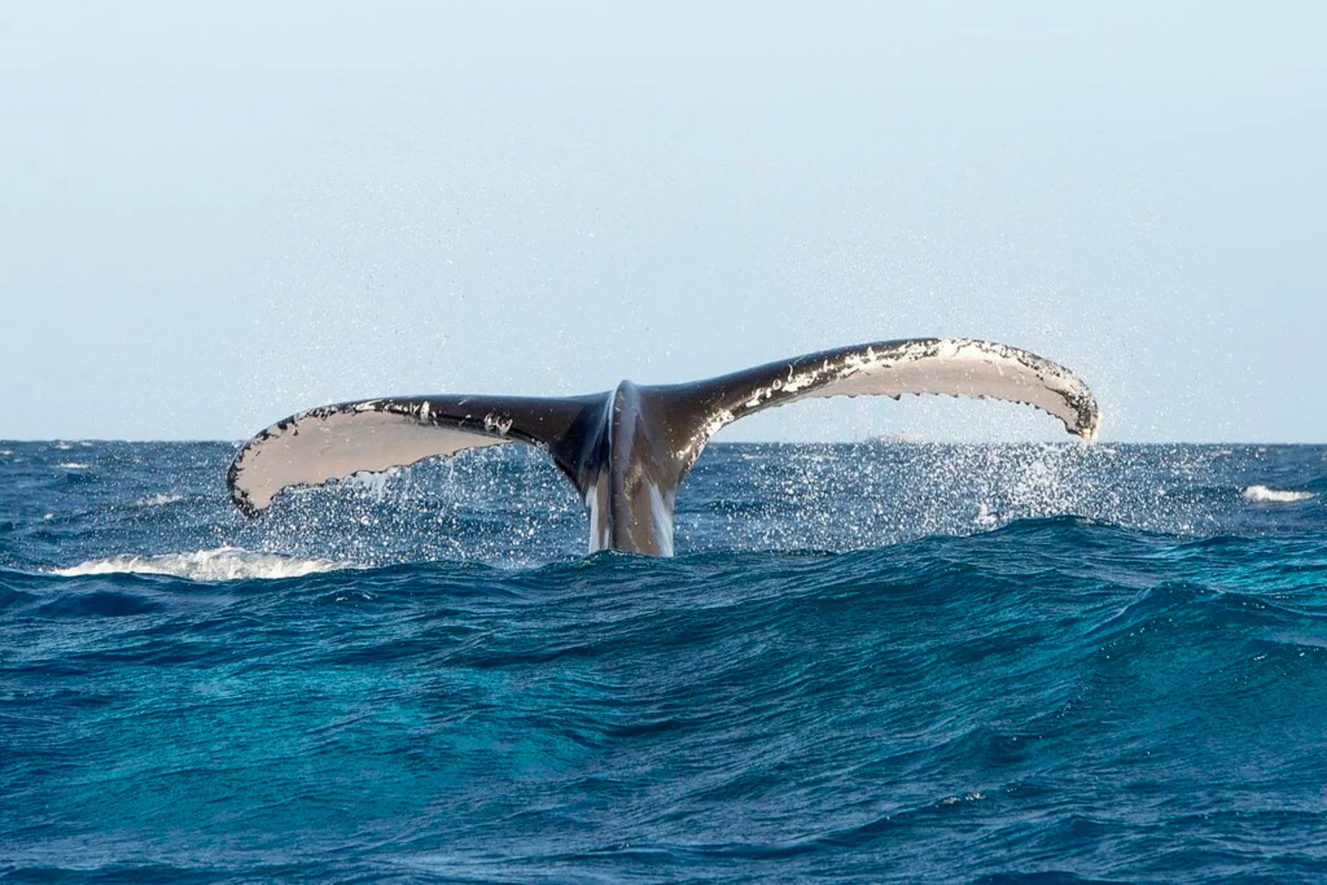 Whale watching in Bayahibe in the Dominican Republic.
